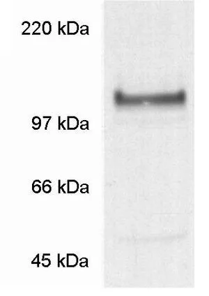 WB analysis of mouse primary cultured neuronal cells using GTX23444 Nicastrin antibody.