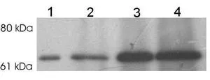 IP analysis of rat brain homogenate using GTX23451 Munc18 antibody. Lane 1 : Extract only Lane 2 - 4 : 750 microg of extract immunoprecipitated with 1 ug, 5 ug, and 10 microg GTX23451 Munc18 antibody, respectively