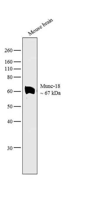 WB analysis of tissue extract of mouse brain (30 microg lysate) (Lane 1) using GTX23451 Munc18 antibody. Dilution : 2 microg/ml