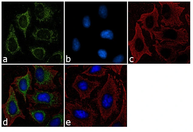 ICC/IF analysis of methanol-fixed HeLa cells using GTX23467 Furin antibody. Panel d represents the merged image showing cytoplasmic localization. Panel e shows the no primary antibody control. The images were captured at 60X magnification.
