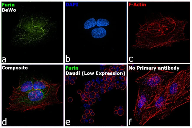 ICC/IF analysis of 4% paraformaldehyde-fixed BeWo cells using GTX23467 Furin antibody. Panel d represents the merged image showing predominantly Golgi Complex and cytoplasmic localization. Panel e represents Daudi cells with lower expression of Furin (DOI: 10.1099/0022-1317-75-10-2821). Panel f represents control cells with no primary antibody to assess the background. Permeabilization : 0.1% Triton? X-100 for 15 minutes Dilution : 2 microg/mL in 0.1% BSA, incubated at 4oCovernight