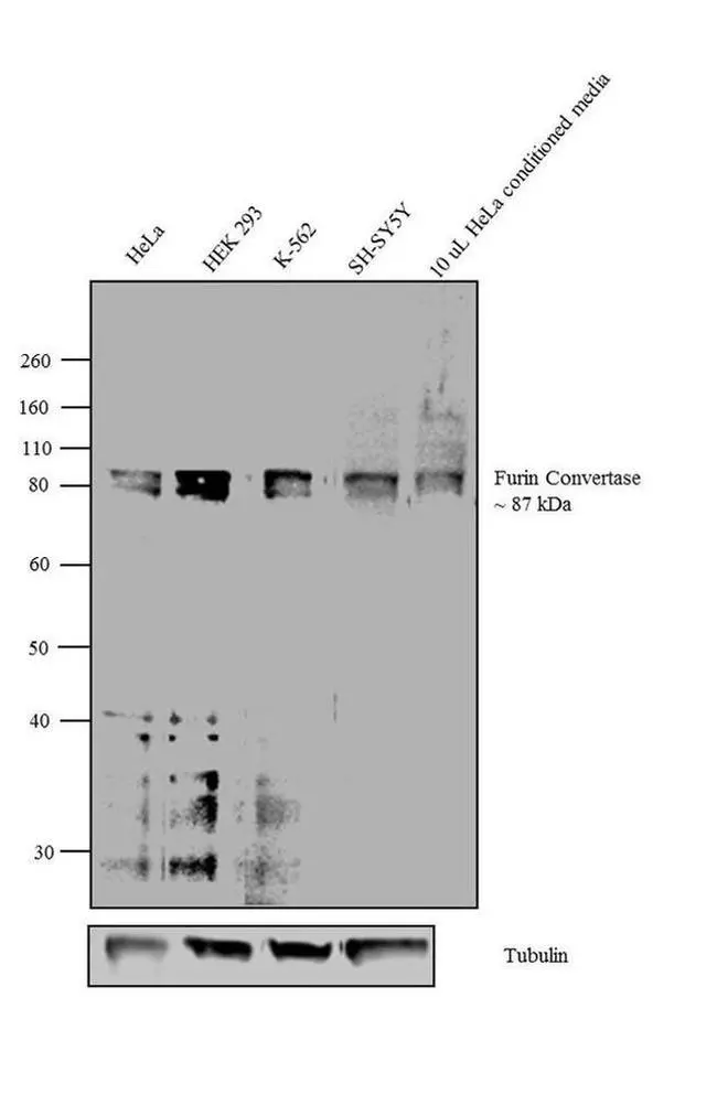 WB analysis of various sample lysates using GTX23467 Furin antibody. Dilution : 1:500 Loading : 30microg