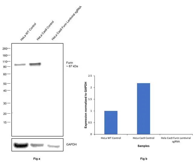 WB analysis of HeLa (Lane 1), HeLa Cas9 (Lane 2), and HeLa Cas9 cells transduced with Furin Lentiviral sgRNA (Lane 3) cell lysates using GTX23467 Furin antibody(Fig. a). A loss of signal in sgRNA transduced cells using the LentiArray? CRISPR product line confirms that the antibody is specific to Furin(Fig. b). Dilution : 1:1000 Loading : 30microg