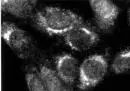 ICC/IF analysis of 3T3 cells using GTX23467 Furin antibody.