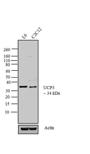 WB analysis of membrane enriched extracts (30 microg lysate) of L6 (Lane 1) and C2C12 (Lane 2) using GTX23477 UCP3 antibody. Dilution : 1 microg/ml