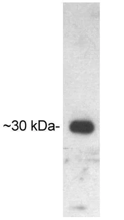 WB analysis of recombinant human UCP-3 using GTX23477 UCP3 antibody.