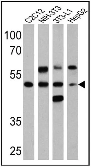 WB analysis of 25 ug of C2C12 (lane 1), NIH-3T3 (lane 2), 3T3-L1 (lane 3) and HepG2 (lane 4) cell lysates using GTX23484 PPAR alpha (phospho Ser12) antibody. Dilution : 1:200