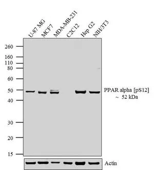 WB analysis of whole cell extracts (20 microg lysate) of U-87 MG (Lane 1), MCF7 (Lane 2), MDA-MB-231 (Lane 3), C2C12 (lane 4), Hep G2 (lane 5) and NIH/3T3 (lane 6) using GTX23484 PPAR alpha (phospho Ser12) antibody. Dilution : 1:250-1:1000