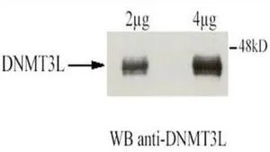 Affinity Purified Rabbit anti-DNMT3L was used at a 1:1,500 dilution to detect human DNMT3L by western blot after immunoprecipitation using the same antibody. Transfection of U2OS cells (10cm dish) was accomplished using 3 microg of GAL4-DNMT3L. Protein extraction using IPH at 150mM. For IP and WB conditions see Fuks et al. (2000). For western blotting the antibody was used at 0.4microg/ml in TBS milk 2%, BSA 0.5%. Detection occurred using ECL. Note: this antibody works for western blotting only following immunoprecipitation. We have not had good success using the antibody directly for western blotting. The expected molecular weight of human DNMT3L is 43.6 kDa.