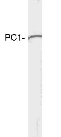 WB analysis of mouse pituitary extract using GTX23532 PC1 antibody.