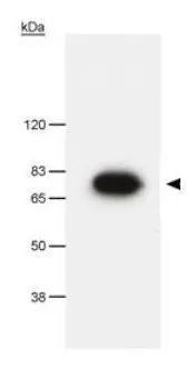 WB analysis of overexpressing Pescadillo cell lysate using GTX23626 Pescadillo antibody.
