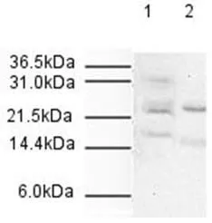 Western blotting. Affinity Purified Rabbit anti-APC10 (GTX23629) was used at a 1:500 dilution to detect human APC10 by western blot. Both HeLa whole cell lysate (lane 1) and nuclear lysate (lane 2) were probed using this antibody. Approximately 20 ug of each lysate was loaded onto a 10% SDS-PAGE gel. Primary antibody was reacted with the membrane at room temperature for 1 h. After subsequent washing, a 1:2,000 dilution of HRP conjugated Gt-a-Rabbit IgG was used for visualization. Exposure time was 5 min. The expected molecular weight of human APC10 is 21 kDa