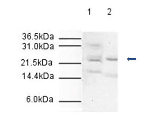 WB analysis of HeLa whole cell lysate using GTX23629 Apc10 antibody. Lane 1 : whole cell lysate Lane 2 : Nuclear extract Loading : 20 microg Dilution : 1:500