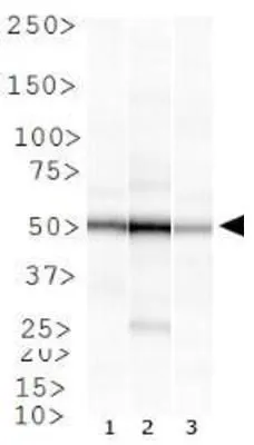 WB analysis of (1) HeLa, (2) HepG2, and (3) COS-7 cell lysate using GTX23637 Rad51B antibody [1 H3/13].