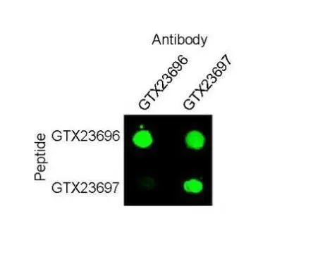 Dot blot analysis of the SOX-9 peptide (pSer181) and SOX-9 peptide probed with the anti-SOX-9 (pSer181) (GTX23696) and anti-SOX-9 (GTX23697).
