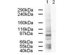 Western blot using GeneTex Affinity Purified anti-AP1G1 antibody (GTX23706) shows strong detection of a 91-kDa band corresponding to Human AP1G1 in a HeLa whole cell lysate.