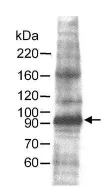 WB analysis of HeLa cell lysate using GTX23732 MCM7 antibody. Dilution : 0.25 microg/ml