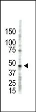 WB analysis of HL-60 cell lysate using GTX23763 PRMT2 antibody.