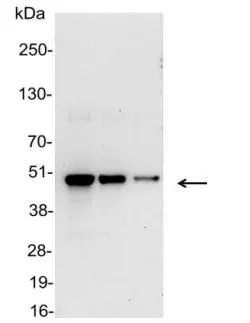 WB analysis of 200, 100, and 50ng of E. coli lysate containing tagged fusion protein using GTX23862 VSV-G tag antibody (HRP).<br>Dilution : 1:25000