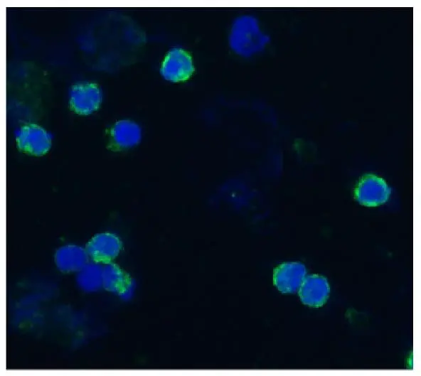 ICC/IF analysis of acetone/methanol fixed bovine peripheral blood (lymphocyte-enriched suspension) using GTX23917 CD18 antibody [IVA35].<br>Green : Primary antibody<br>Blue : DAPI