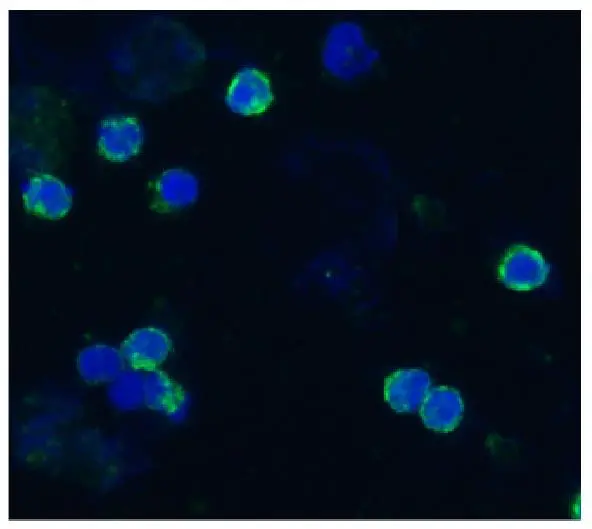 ICC/IF analysis of acetone/methanol fixed bovine peripheral blood (lymphocyte-enriched suspension) using GTX23917 CD18 antibody [IVA35]. Green : Primary antibody Blue : DAPI