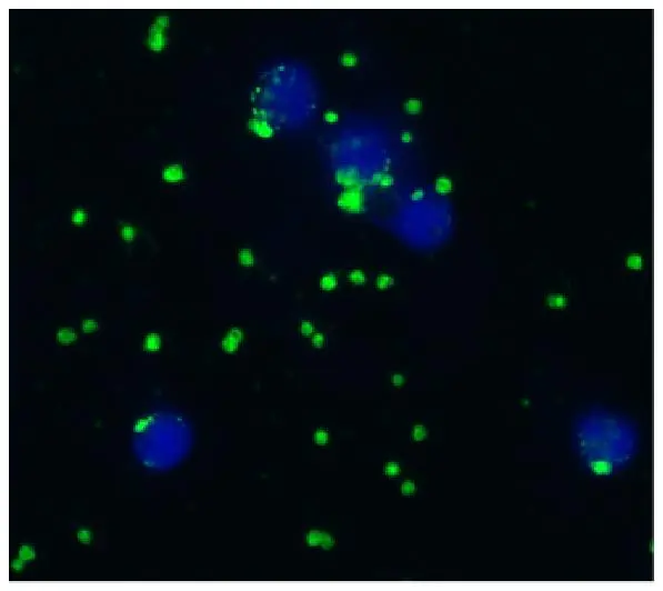 ICC/IF analysis of acetone/methanol fixed bovine peripheral blood (thrombocyte-enriched suspension) using GTX23919 Integrin alpha 2b + beta 3 antibody [IVA30]. Green : Primary antibody Blue : DAPI