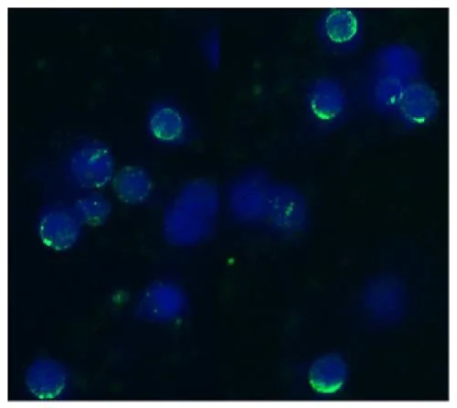 ICC/IF analysis of acetone/methanol fixed bovine peripheral blood (lymphocyte-enriched suspension) using GTX23920 CD62L antibody [IVA94]. Green : Primary antibody Blue : DAPI