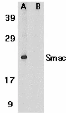 Western blot analysis of Smac in human heart tissue lysate in the absence (A) or presence (B) of blocking peptide with Diablo antibody at 1microg/ml. Positive control: Human heart tissue lysate.