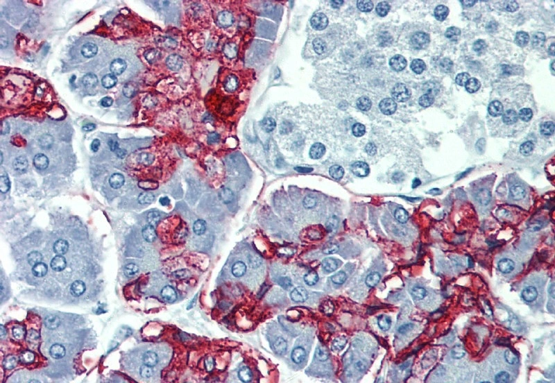 IHC-P analysis of human pancreas tissue using GTX23967 Blood Group Lewis a antibody [7LE].
