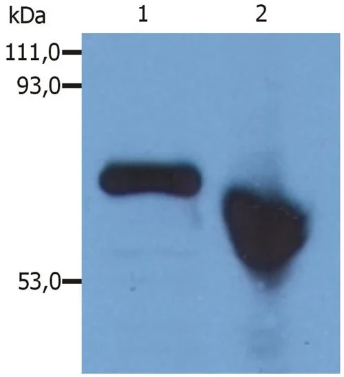 WB analysis of HepG2 cell lysates using GTX23980 Alpha fetoprotein / AFP antibody [AFP-01]. Lane 1 : GTX23980 (reducing conditions) Lane 2 : GTX23980 (non-reducing conditions)