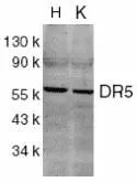 WB analysis of HeLa (H) and K562 (K) cell lysates using GTX24106 DR5 antibody.