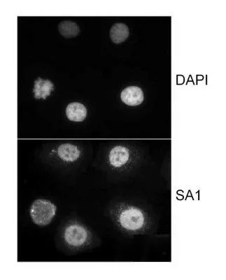PLA analysis of HeLa cells using GTX24455 SA1 antibody and anti-human SMC1 antibody. Red : positive signal Blue : DAPI