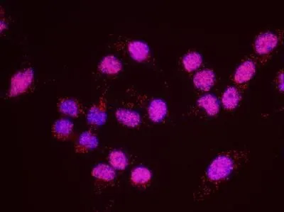 PLA analysis of HeLa cells using GTX24455 SA1 antibody and anti-human SMC1 antibody. Red : positive signal Blue : DAPI