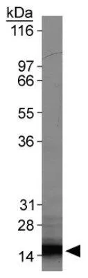 WB analysis of HeLa cell lysate (30microg) using GTX24470 Survivin antibody [60.11]. Loading : 30microg Dilution : 1 microg/ml