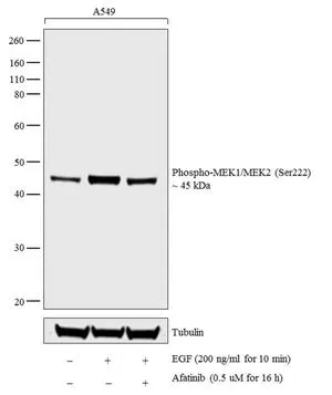 WB analysis of whole cell extracts (30 ug lysate) of A549 (Lane 1), treated with EGF (200 ng/ml for 10 min) (Lane 2), and treated with Afatinib (0.5 uM for 16 h) followed by EGF (200 ng/ml for 10 min) using GTX24750 MEK1 + MEK2 (phospho Ser222) antibody. Dilution : 1:1000