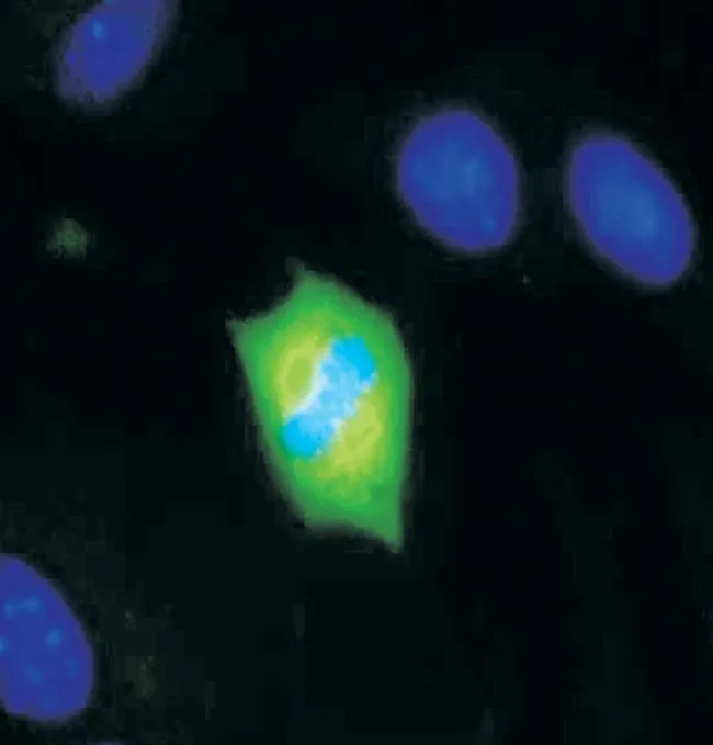 ICC/IF analysis of mouse embryonic fibroblasts (MEFs) using GTX24750 MEK1 + MEK2 (phospho Ser222) antibody. The cell is actively dividing. Blue represents chromosomes in anaphase of mitotic cell division. Green shows mitotic spindle expressing phosphorylated MEK1, 2.