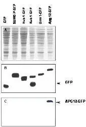 Western blot of APG12 fusion protein. Anti-APG12 antibody generated by immunization with recombinant yeast APG12 was tested by western blot against yeast lysates expressing the APG12-GFP fusion protein and other UBL fusion proteins.