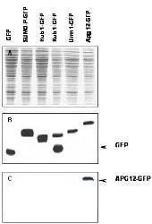 Western blot of APG12 fusion protein. Anti-APG12 antibody generated by immunization with recombinant yeast APG12 was tested by western blot against yeast lysates expressing the APG12-GFP fusion protein and other UBL fusion proteins. All UBLs possess limited homology to Ubiquitin and to each other, therefore it is important to know the degree of reactivity of each antibody against each UBL. Panel A shows total protein staining using ponceau. Panel B shows positions of free GFP or GFP containing recombinant proteins present in each lysate preparation after reaction with a 1:1,000 dilution of GeneTexs anti-GFP