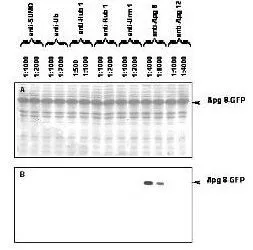 Western blot of APG8 fusion protein. Anti-APG8 antibody generated by immunization with recombinant yeast APG8 was tested by western blot with other anti-UBL antibodies against E.coli lysates expressing the APG8-GFP fusion protein. All UBLs possess limited homology to Ubiquitin and to each other, therefore it is important to know the degree of reactivity of each antibody against each UBL. Panel A shows total protein staining using ponceau. Panel B shows specific reaction with APG8 using a 1:4,000 and 1:8,000 dilution of GeneTexs IgG fraction of Rabbit-anti-APG8 (Yeast) followed by reaction with a 1:15,000 dilution of HRP Goat-anti-Rabbit IgG