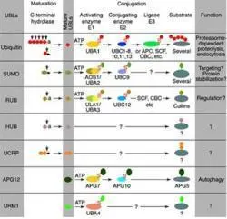 URM1 antibody URM1 antibody