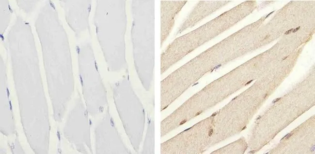IHC-P analysis of mouse skeletal muscle tissue using GTX24776 IRS1 (phospho Ser616) antibody. Right : Primary antibody Left : Negative control without primary antibody Antigen retrieval : 10mM sodium citrate (pH 6.0), microwaved for 8-15 min Dilution : 1:20