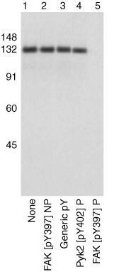 Anti-FAK (phospho Tyr397) antibody (GTX24803) | GeneTex