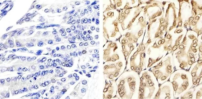 IHC-P analysis of mouse stomach tissue using GTX24819 ERK1 (phospho Thr202/Tyr204) + ERK2 (phospho Thr185/Tyr187) antibody.