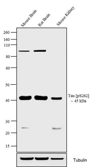 WB analysis of 20 microg of Mouse Brain (Lane 1), Rat Brain (Lane 2) and Mouse Kidney (Lane 3) tissue lysate using GTX24856 Tau (phospho Ser262) antibody. Dilution : 1:1000