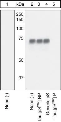 WB analysis of samples using GTX24856 Tau (phospho Ser262) antibody. The data show that only the immunogen phosphopeptide blocks the signal, demonstrating the specificity of the antibody.