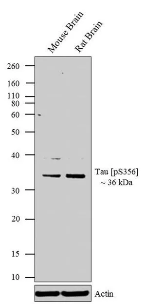 WB analysis of whole cell extracts (30 microg lysate) of Mouse Brain (Lane 1), and Rat Brain (Lane 2) using GTX24857 Tau (phospho Ser356) antibody. Dilution : 1-3 microg/ml