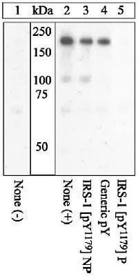 WB analysis of cell treated with insulin using GTX24888 IRS1 (phospho Tyr1179) antibody. The data show that only the immunogen phosphopeptide blocks the signal, demonstrating the specificity of the antibody. WB analysis of cell treated with insulin using GTX24888 IRS1 (phospho Tyr1179) antibody. The data show that only the immunogen phosphopeptide blocks the signal, demonstrating the specificity of the antibody.