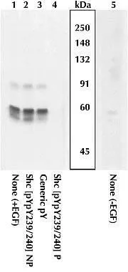 WB analysis of A431 stimulated with EGF (Lane 1-4) or left unstimulated (Lane 5) using GTX24890 SHC1 (phospho Tyr239/Tyr240) antibody.