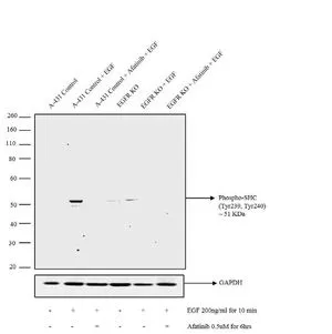 WB analysis of 30 microg of A431 (Lane 1) treated with EGF (200 ng/ml for 10 minutes) (Lane 2), treated with Afatinib followed by EGF (0.5 uM of Afatinib for 6hrs, 200ng/ml for 10 minutes) (Lane 3), EGFR KO A431(Lane 4) treated with EGF (200 ng/ml for 10 minutes) (Lane 5), EGFR KO A431 treated with Afatinib followed by EGF (0.5 uM of Afatinib for 6hrs, 200ng/ml for 10 minutes) (Lane 6) whole cell extracts using GTX24890 SHC1 (phospho Tyr239/Tyr240) antibody. Dilution : 1:500