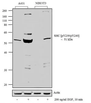 WB analysis of whole cell extracts (20 microg lysate) of A431 (Lane 1), treated for 10 minutes with 200 ng/ml of EGF (Lane 2), NIH/3T3 (Lane 3) and treated for 10 minutes with 200 ng/ml of EGF (Lane 4) using GTX24890 SHC1 (phospho Tyr239/Tyr240) antibody. Dilution : 1:500